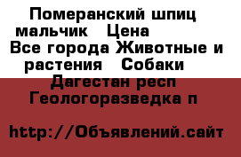 Померанский шпиц, мальчик › Цена ­ 35 000 - Все города Животные и растения » Собаки   . Дагестан респ.,Геологоразведка п.